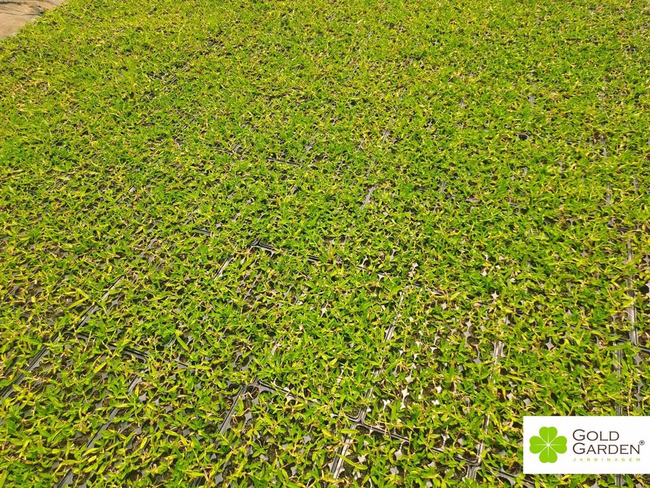 Produtores de Relva Brasileira