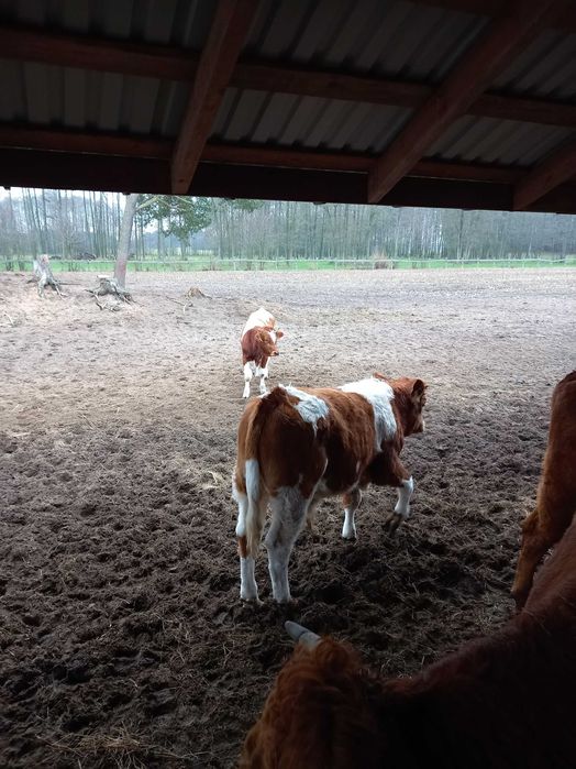 Sprzedam byczki 2 szt. hereford/limuzyn
