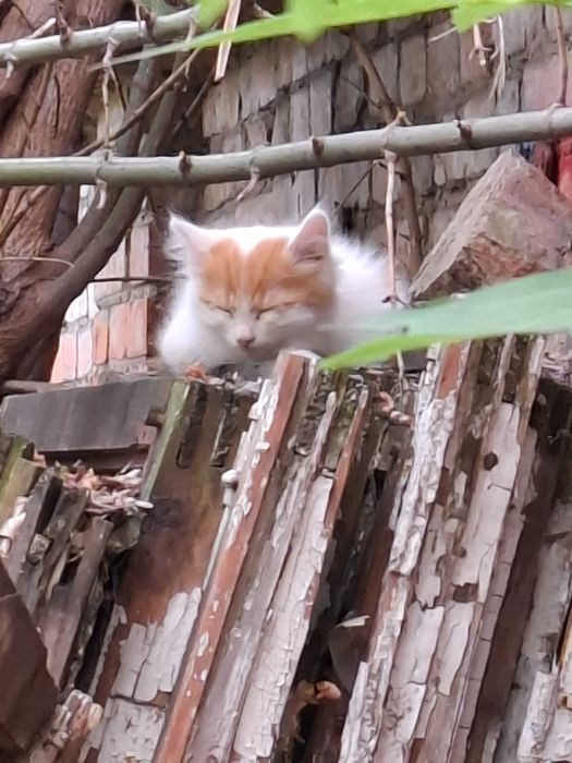 Котята в счастливые семьи