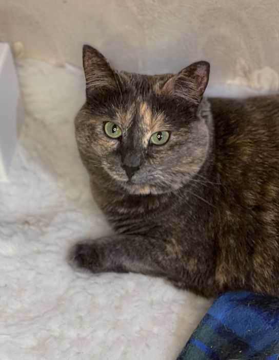 Отдам даром в добрые руки зеленоглазую трехцветную кошечку