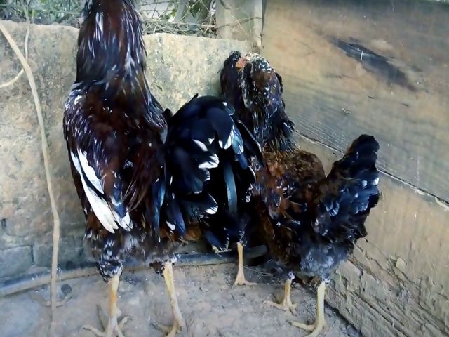 Інкубаційне яйце. породи Орловські ситцеві.