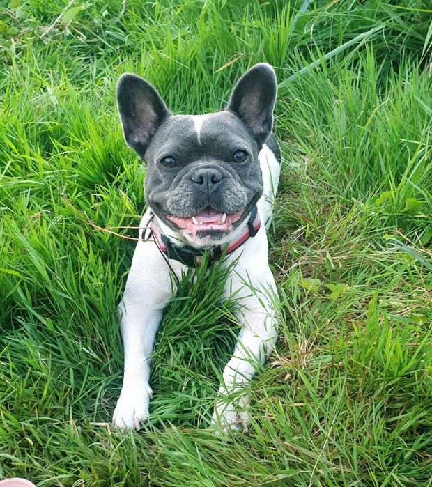 Buldog francuski sunia Molly