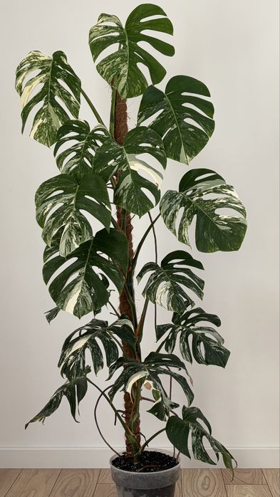 Monstera variegata 15 lisci 160 cm