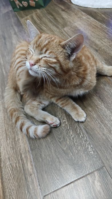 Kotek szuka ciepłego domu