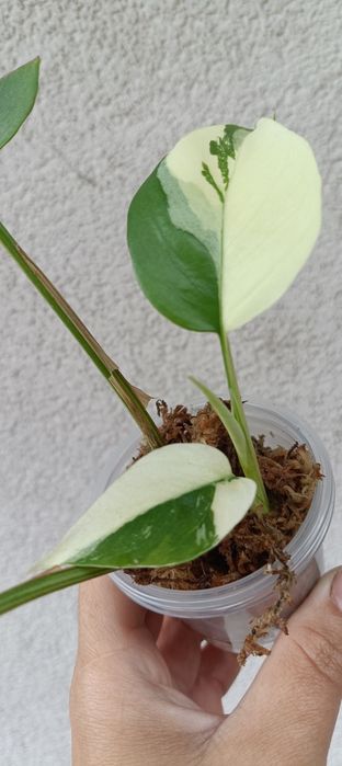 Monstera mimma rapidophora Terrasperma variegata