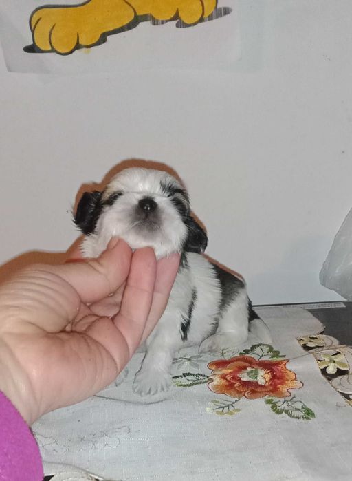 shih-tzu com pedigree (LOP)