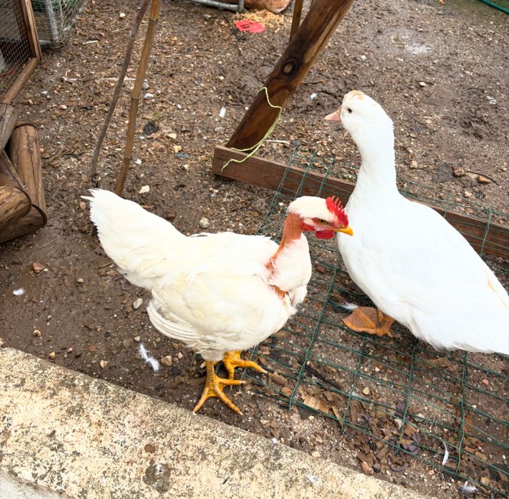 Galinhas varias racas e galo