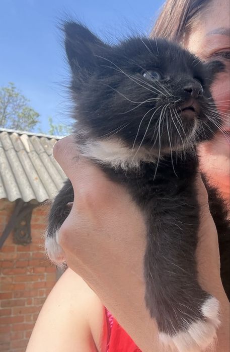 Котенок кошеня кіт кішка