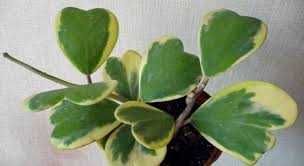 Хойя Керрі зелена