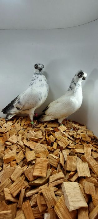 Szek, szeki. Krotkodzioby polski