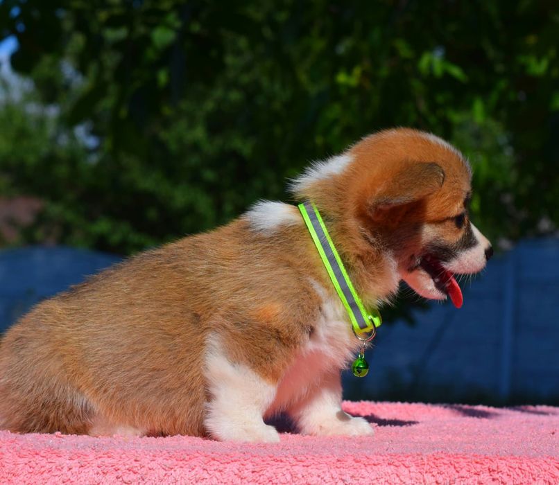 Лагідна усмішка у Коргі пемброк дівчатка і хлопчики короткий хвостик