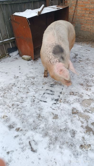 Сільгосп тварини