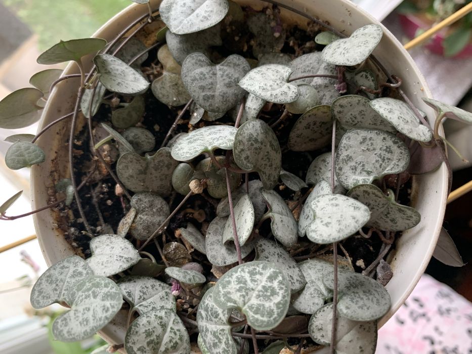 Ампельна Церопегія Вуда