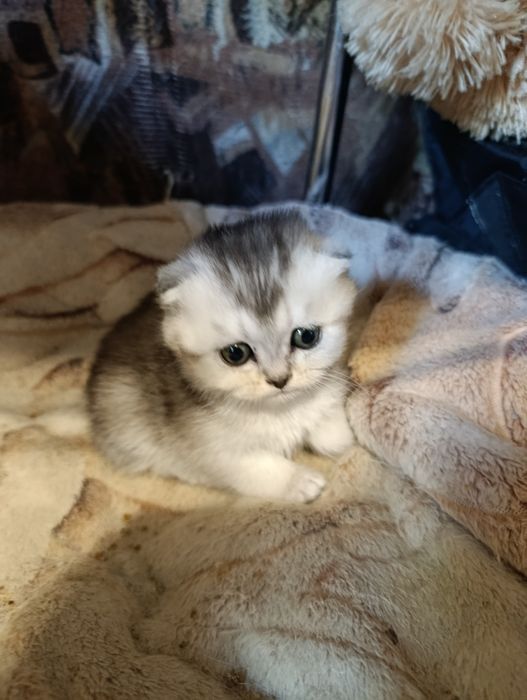 Шотландские вислоухие малыши