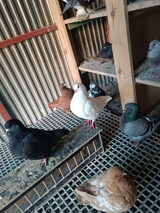 Kingi samce różne kolory