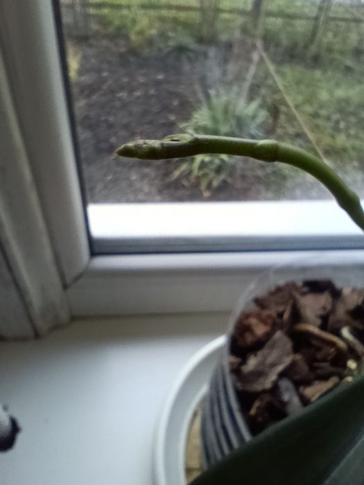 Продам орхідею біло-рожева