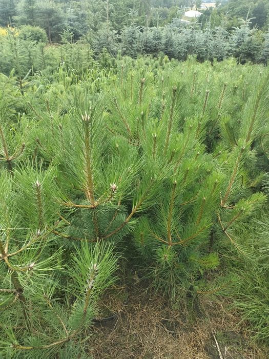 Sosna żółta donica 5l