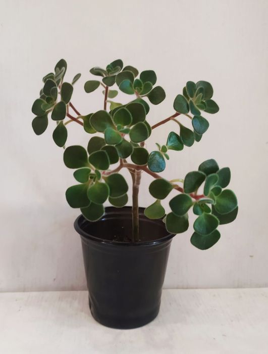 Аіхризон дерево кохання