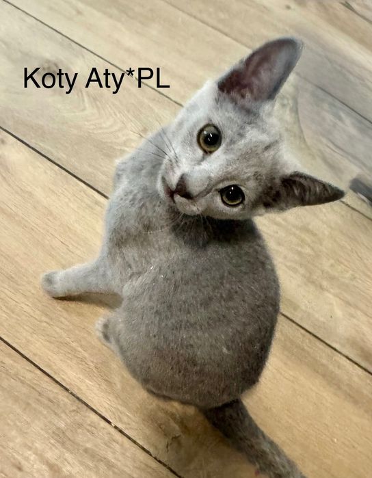 Koty rosyjskie niebieskie