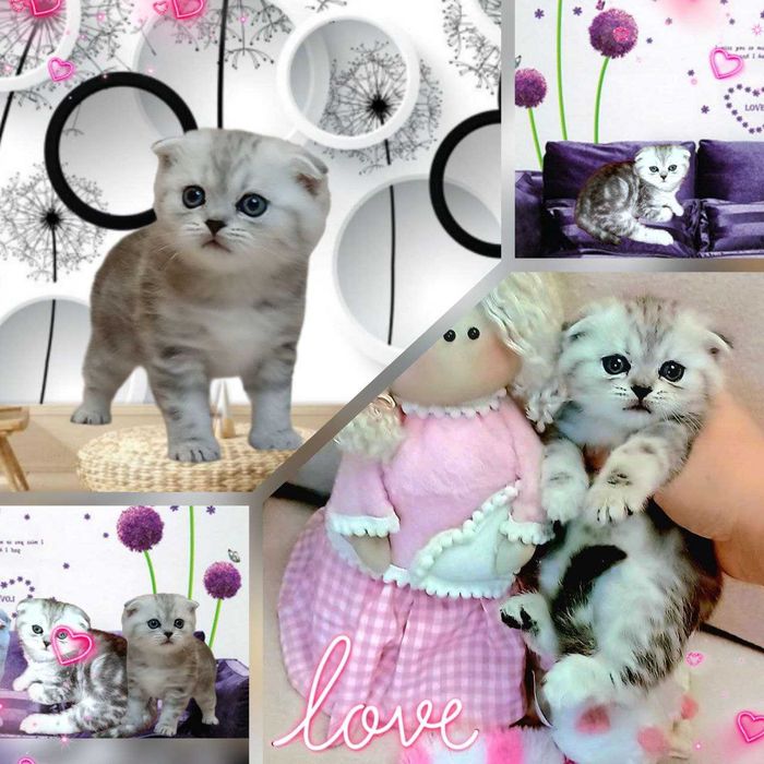 Срібна мрамурова,чистокровна.Scottish fold. Кошенята.