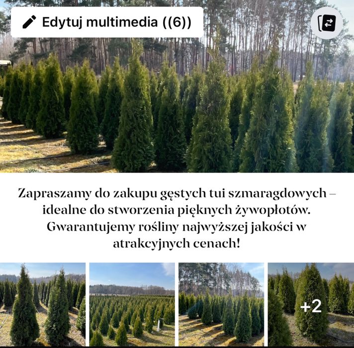 Tuje szmaragd PRODUCENT