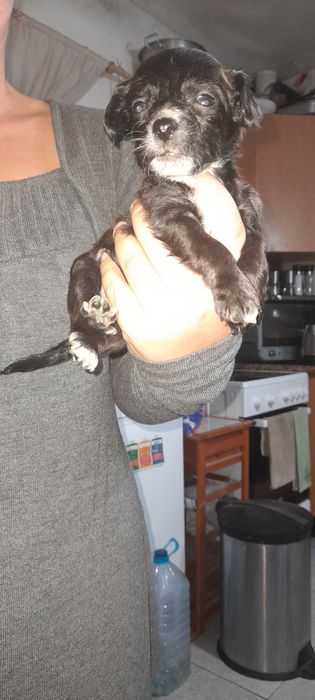 Cães para a adopção