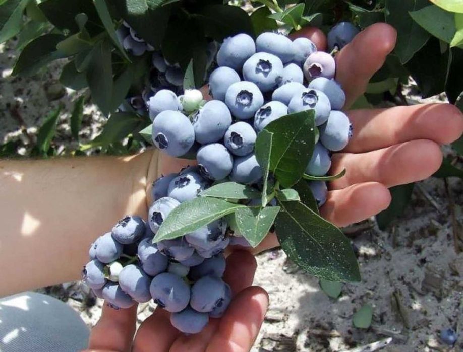 Голубика сортовая