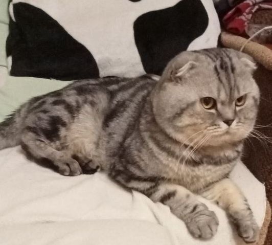 Шотландский вислоухий ищет на вязку прямоухую кошечку .Окрас N 22