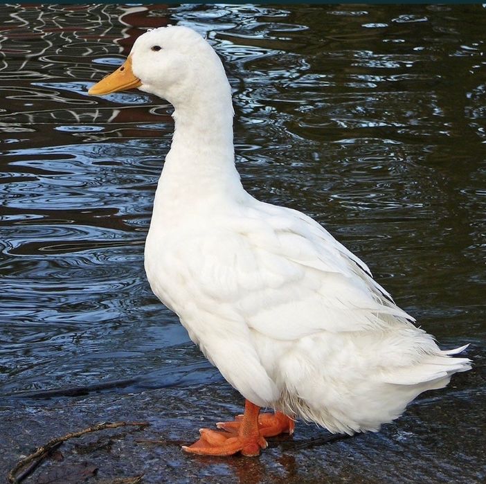 Утка мікс Інкубаційні яйця