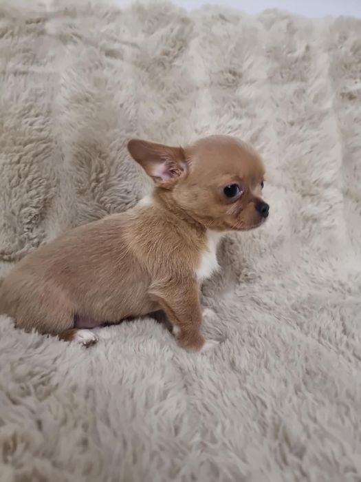 Chihuahua fci Piesek krótkowłosy