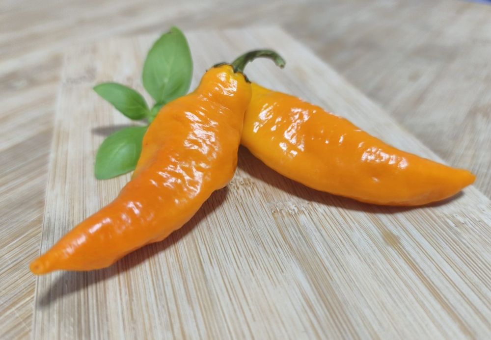 Sementes Bhut Jolokia(Ghost),OFERTA Portes Envio