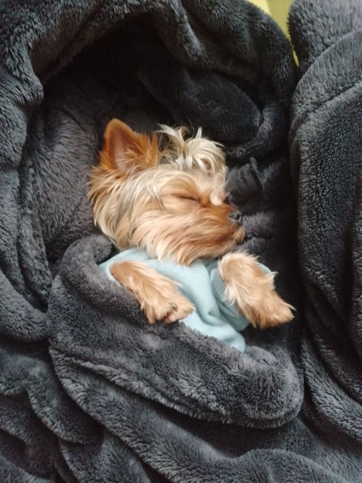 В'язка йоркширського тер'єру