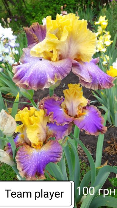 Ірис високий бородатий,  ірис карликовий, набір ірисів, садова квітк