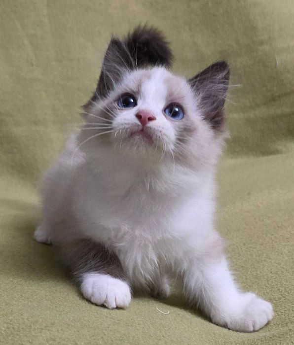 kociak rasy ragdoll