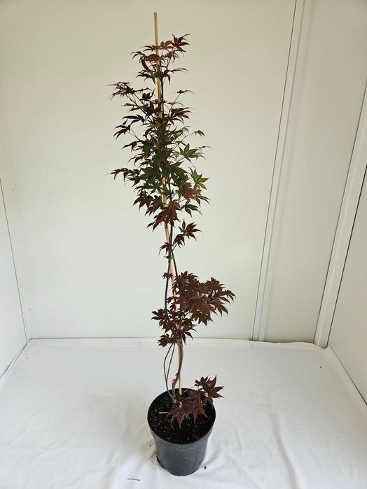Klon palmowy – Atropurpureum bonsai  wys 130cm