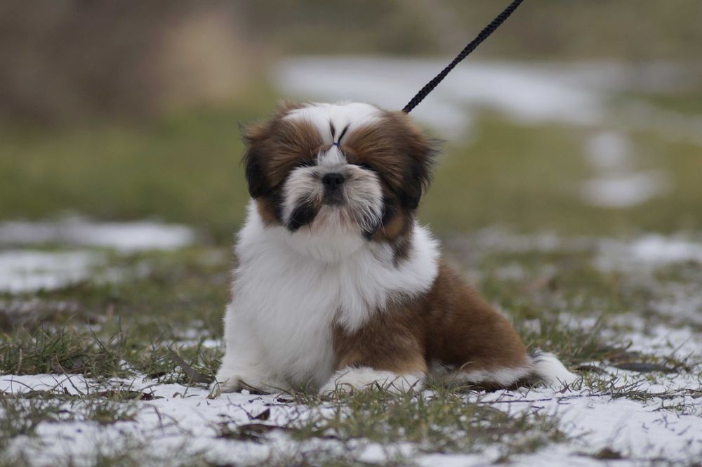 shih tzu chłopczyk samiec szczenię ZKwP/ FCI