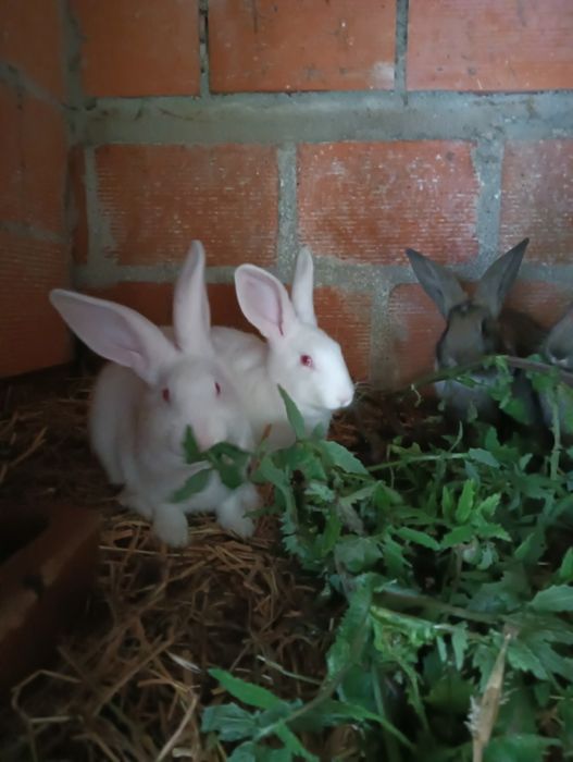 Coelhos caseiros