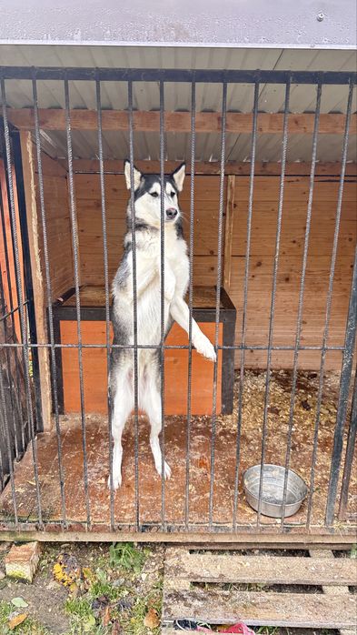 Хаскі стерилізована шукає дім