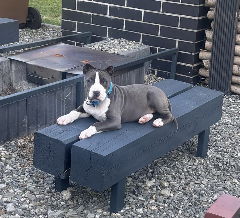 American stafordschire terrier