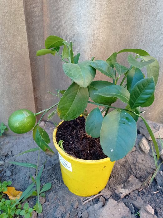 Цитрус лимон сорт Мейера  с плодом.