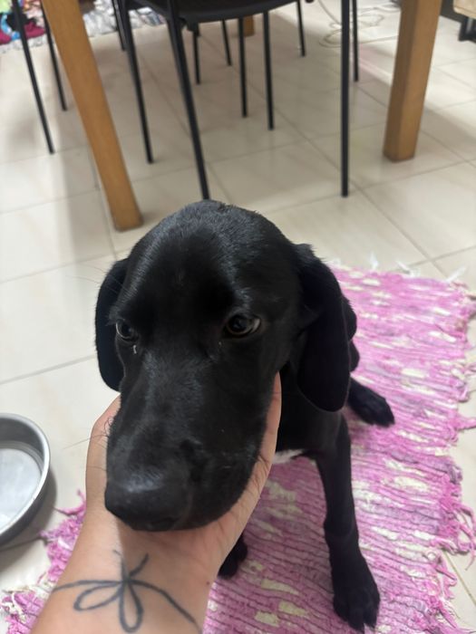 Cadela muito linda e meiga