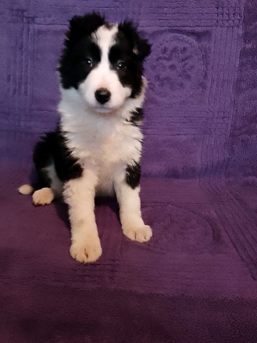 Sprzedam szczeniaka rasy Border Collie
