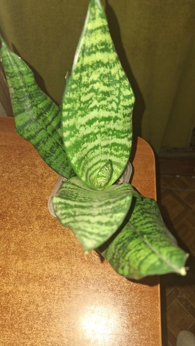 набір з 4-х штук