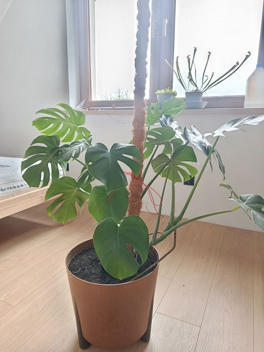 Duża monstera, nowe liście