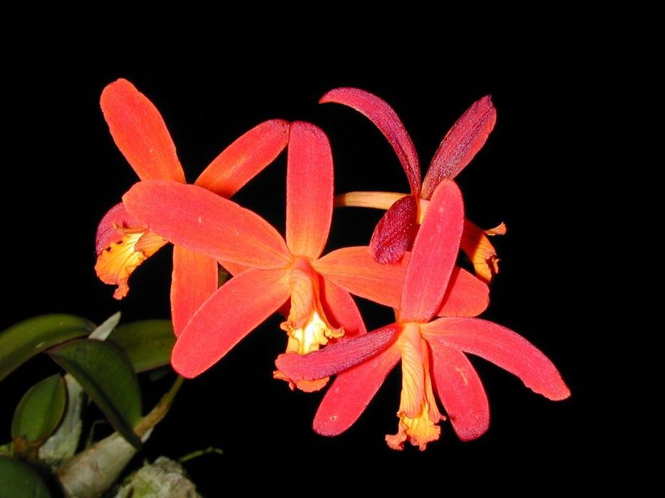 Орхідея Laelia milleri доросла
