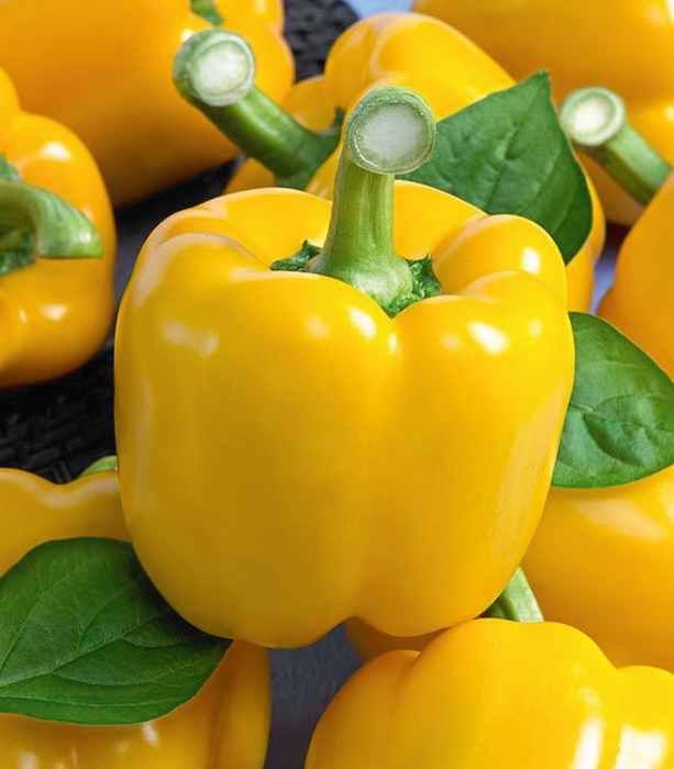 Насіння перцю СПРІНГБОКС F1 SPRINBOGS F1 Семена Переца