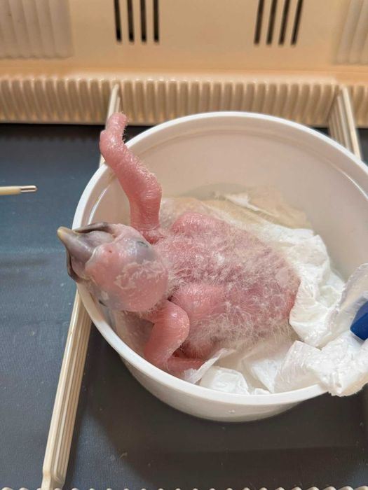 Arara ararauna bebé para criar há mão