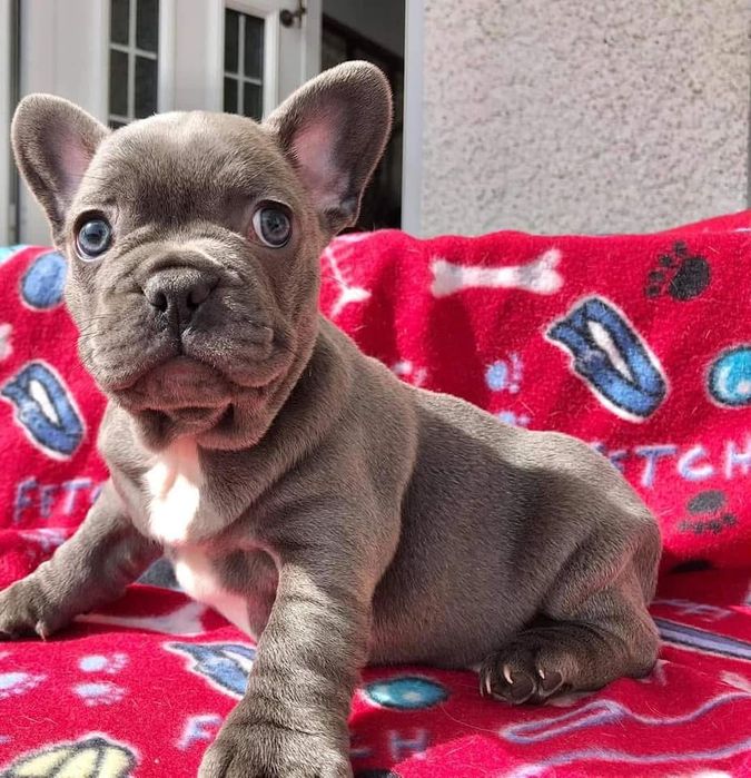 Bulldog francês blus solido olhos azuis