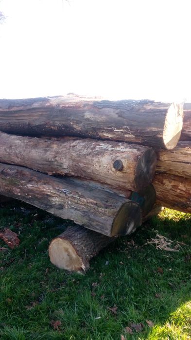 kłody, pnie: lipa, grab, topola