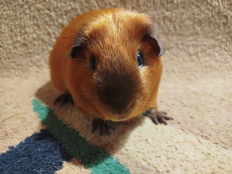 Морская свинка. Самец. Сатиновый. Калифорния.